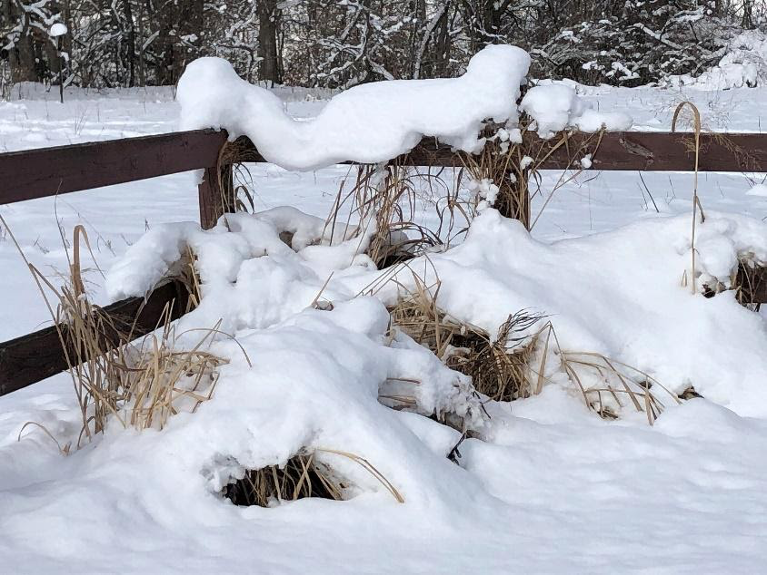 Switch Grass and Little Bluestem lost beneath the heavy winter snow