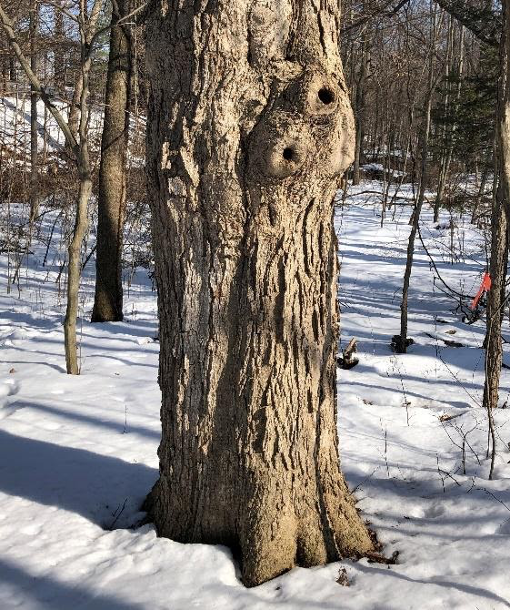 old Sugar Maple tree with two holes in the snow 