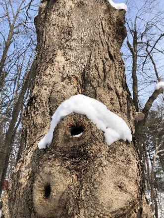old Sugar Maple tree in winter