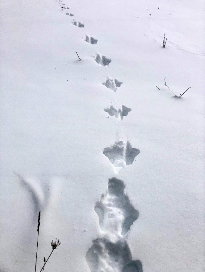 animal tracks in the snow 