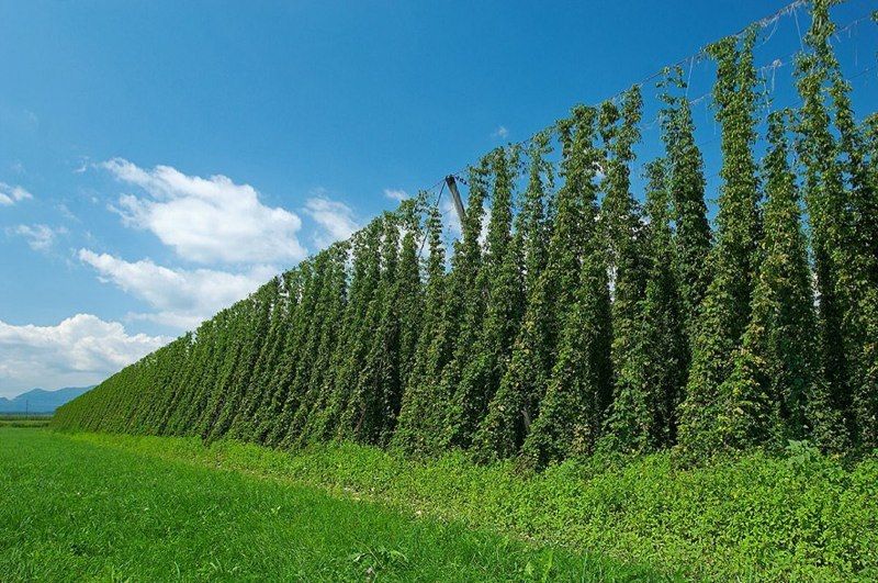 Hops growing tall