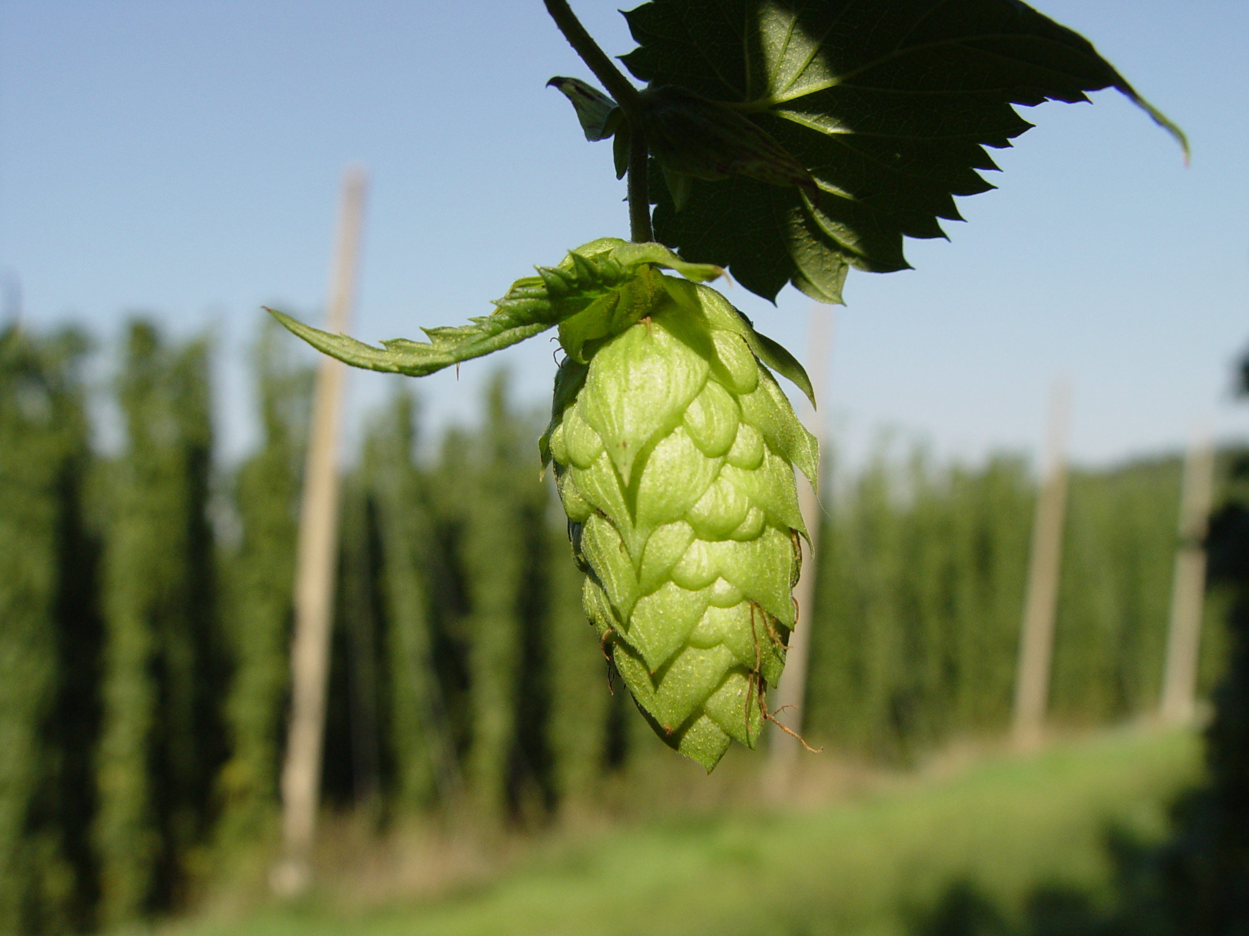 national beer day cover photo showing a close up image of a hop.