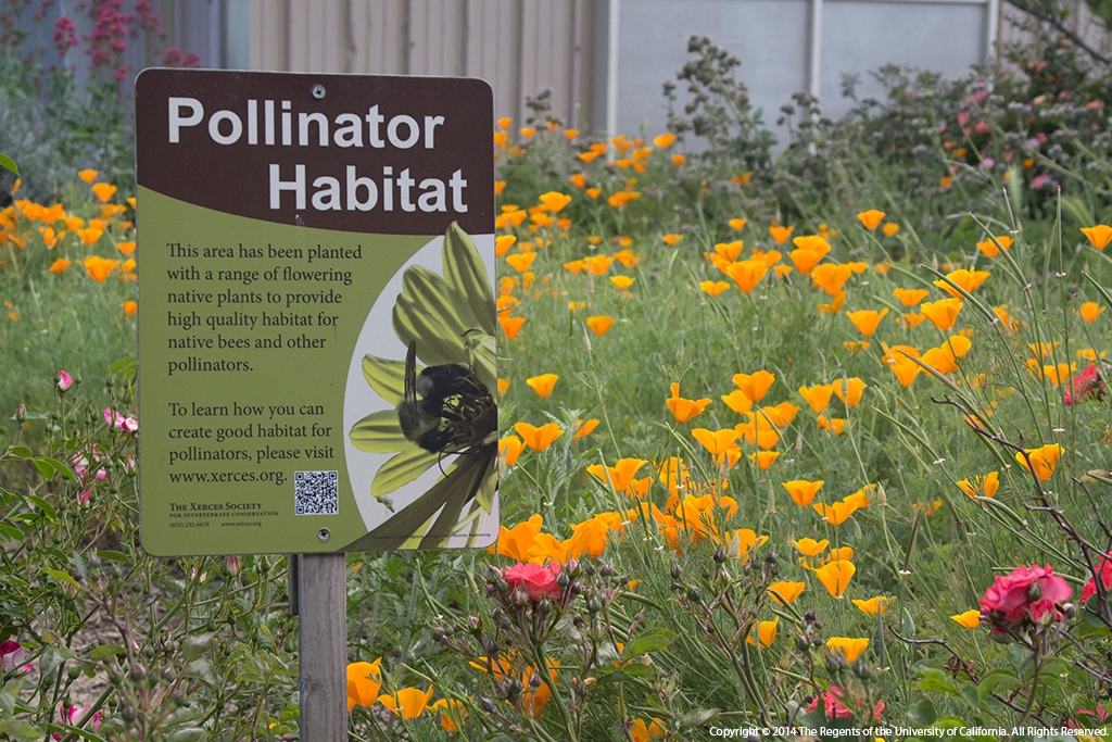 Pollinator friendly garden