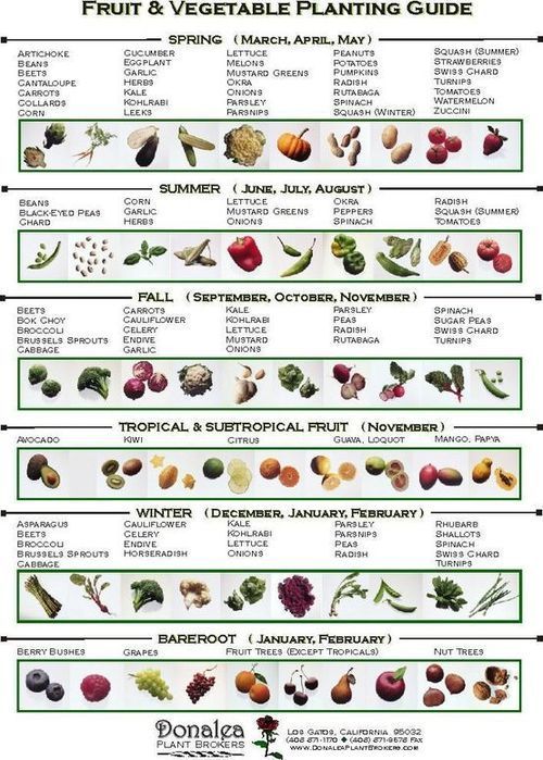 see what to plant at each time of year