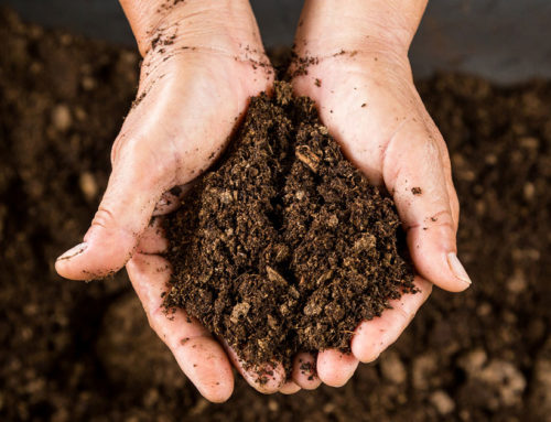 Soil Improvement Tips: