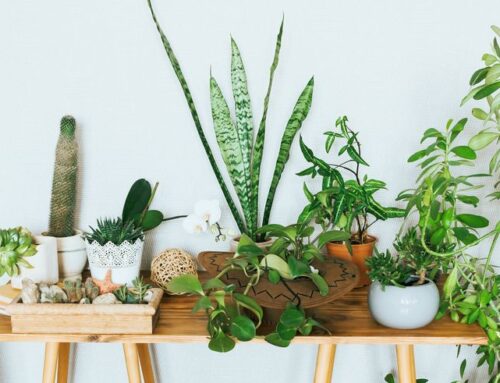 Benefits of Indoor Plants – National Houseplant Appreciation Day