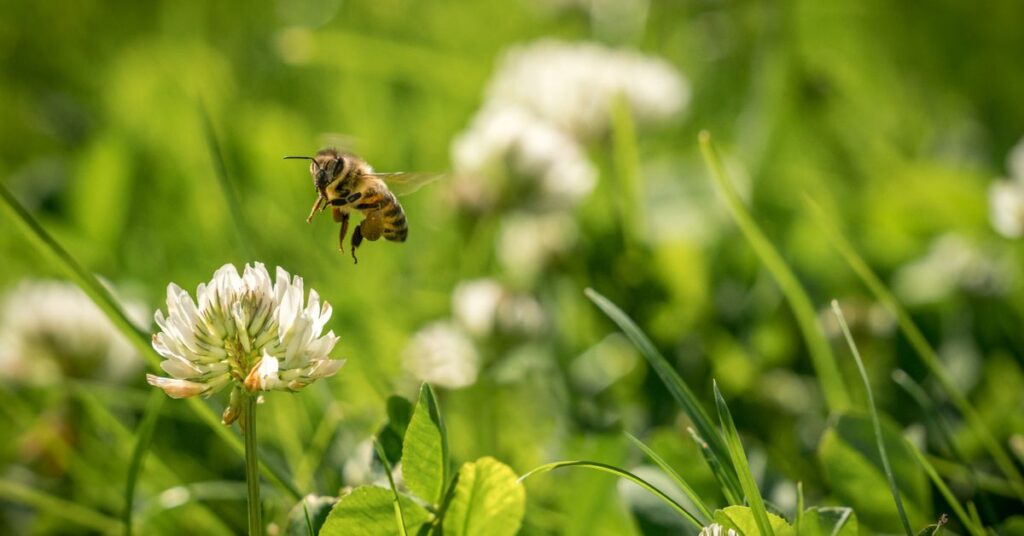 bee enjoying no mow may on wildflowers
