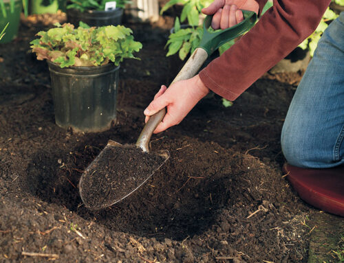 How to Plant Perennials