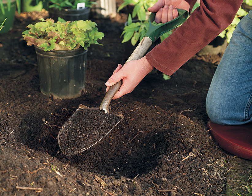 how to plant perennials