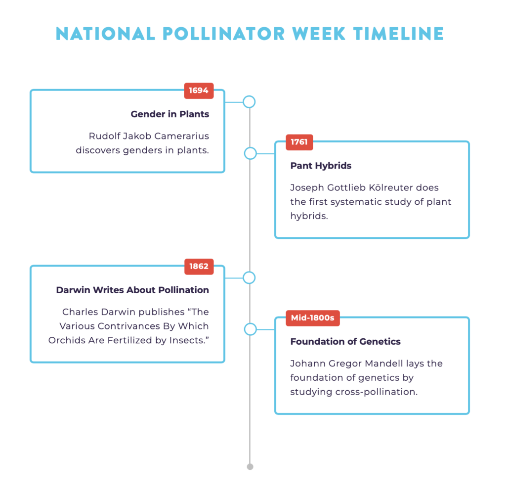 national pollinator week timeline