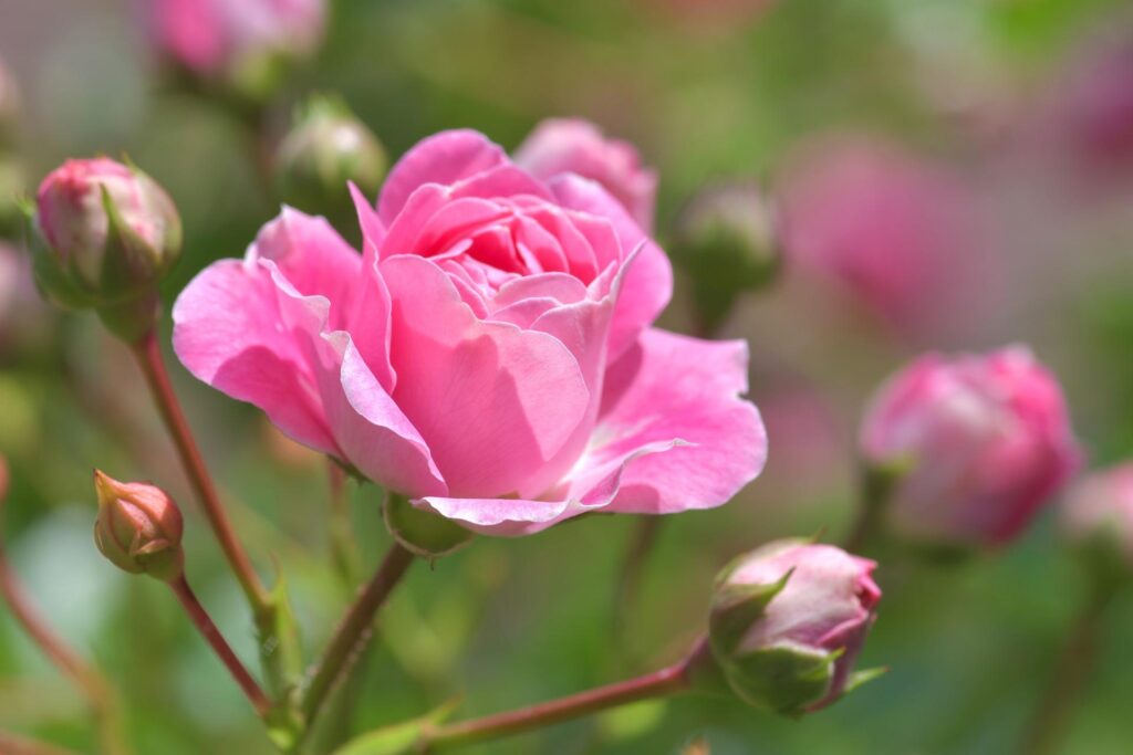 pink rose bloom